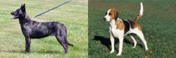 Dutch Shepherd vs English Foxhound - Breed Comparison