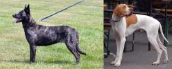 Dutch Shepherd vs English Pointer - Breed Comparison