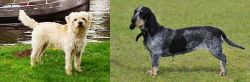 Dutch Smoushond vs Basset Bleu de Gascogne - Breed Comparison