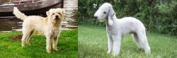 Dutch Smoushond vs Bedlington Terrier - Breed Comparison