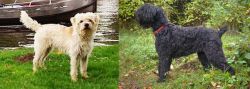 Dutch Smoushond vs Black Russian Terrier - Breed Comparison