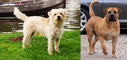 Dutch Smoushond vs Boerboel - Breed Comparison
