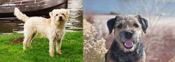 Dutch Smoushond vs Border Terrier - Breed Comparison