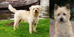 Dutch Smoushond vs Cairn Terrier - Breed Comparison