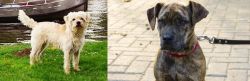 Dutch Smoushond vs Catahoula Bulldog - Breed Comparison