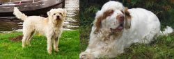 Dutch Smoushond vs Clumber Spaniel - Breed Comparison