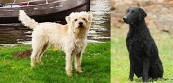 Dutch Smoushond vs Curly Coated Retriever - Breed Comparison