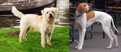 Dutch Smoushond vs English Pointer - Breed Comparison