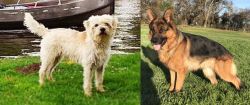Dutch Smoushond vs German Shepherd - Breed Comparison