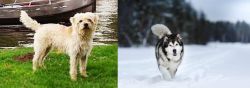 Dutch Smoushond vs Siberian Husky - Breed Comparison