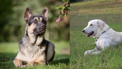 East European Shepherd vs Akbash Dog - Breed Comparison