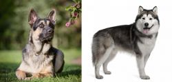 East European Shepherd vs Alaskan Malamute - Breed Comparison
