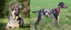 East European Shepherd vs Atlas Terrier - Breed Comparison