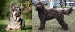 East European Shepherd vs Barbet - Breed Comparison