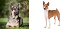 East European Shepherd vs Basenji - Breed Comparison