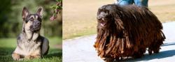 East European Shepherd vs Bergamasco - Breed Comparison
