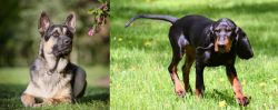 East European Shepherd vs Black and Tan Coonhound - Breed Comparison