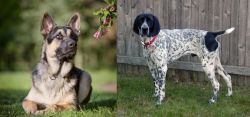 East European Shepherd vs Braque d'Auvergne - Breed Comparison