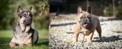East European Shepherd vs French Bulldog - Breed Comparison