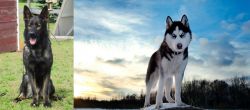 East German Shepherd vs Alaskan Husky - Breed Comparison