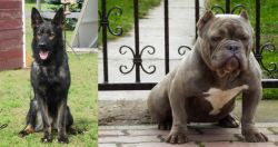 East German Shepherd vs American Bully - Breed Comparison
