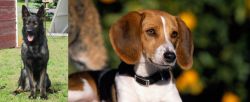 East German Shepherd vs American Foxhound - Breed Comparison