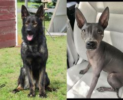 East German Shepherd vs American Hairless Terrier - Breed Comparison