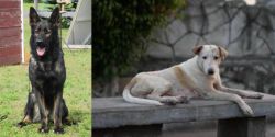 East German Shepherd vs Askal - Breed Comparison