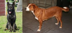 East German Shepherd vs Austrian Pinscher - Breed Comparison
