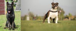 East German Shepherd vs Bantam Bulldog - Breed Comparison