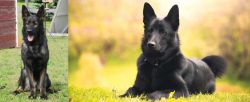 East German Shepherd vs Black Norwegian Elkhound - Breed Comparison