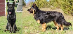 East German Shepherd vs Bohemian Shepherd - Breed Comparison