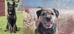 East German Shepherd vs Border Terrier - Breed Comparison
