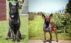 East German Shepherd vs Bospin - Breed Comparison