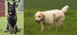 East German Shepherd vs Briquet Griffon Vendeen - Breed Comparison