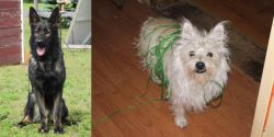 East German Shepherd vs Cairland Terrier - Breed Comparison