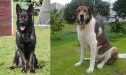 East German Shepherd vs Cao de Gado Transmontano - Breed Comparison