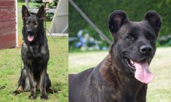 East German Shepherd vs Cao Fila de Sao Miguel - Breed Comparison