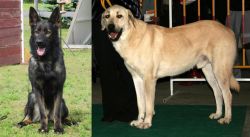 East German Shepherd vs Central Anatolian Shepherd - Breed Comparison