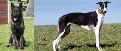 East German Shepherd vs Chart Polski - Breed Comparison