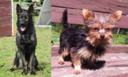East German Shepherd vs Chorkie - Breed Comparison