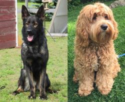 East German Shepherd vs Cockapoo - Breed Comparison