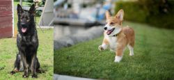 East German Shepherd vs Corgi - Breed Comparison
