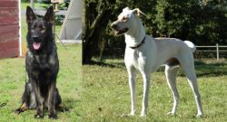 East German Shepherd vs Cretan Hound - Breed Comparison