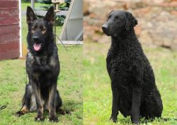 East German Shepherd vs Curly Coated Retriever - Breed Comparison