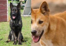 East German Shepherd vs Dingo - Breed Comparison
