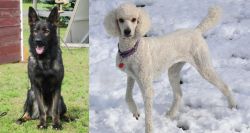 East German Shepherd vs Poodle - Breed Comparison