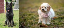 East German Shepherd vs West Highland White Terrier - Breed Comparison