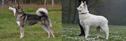 East Siberian Laika vs Berger Blanc Suisse - Breed Comparison