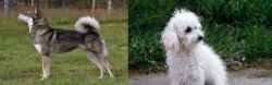 East Siberian Laika vs Bolognese - Breed Comparison